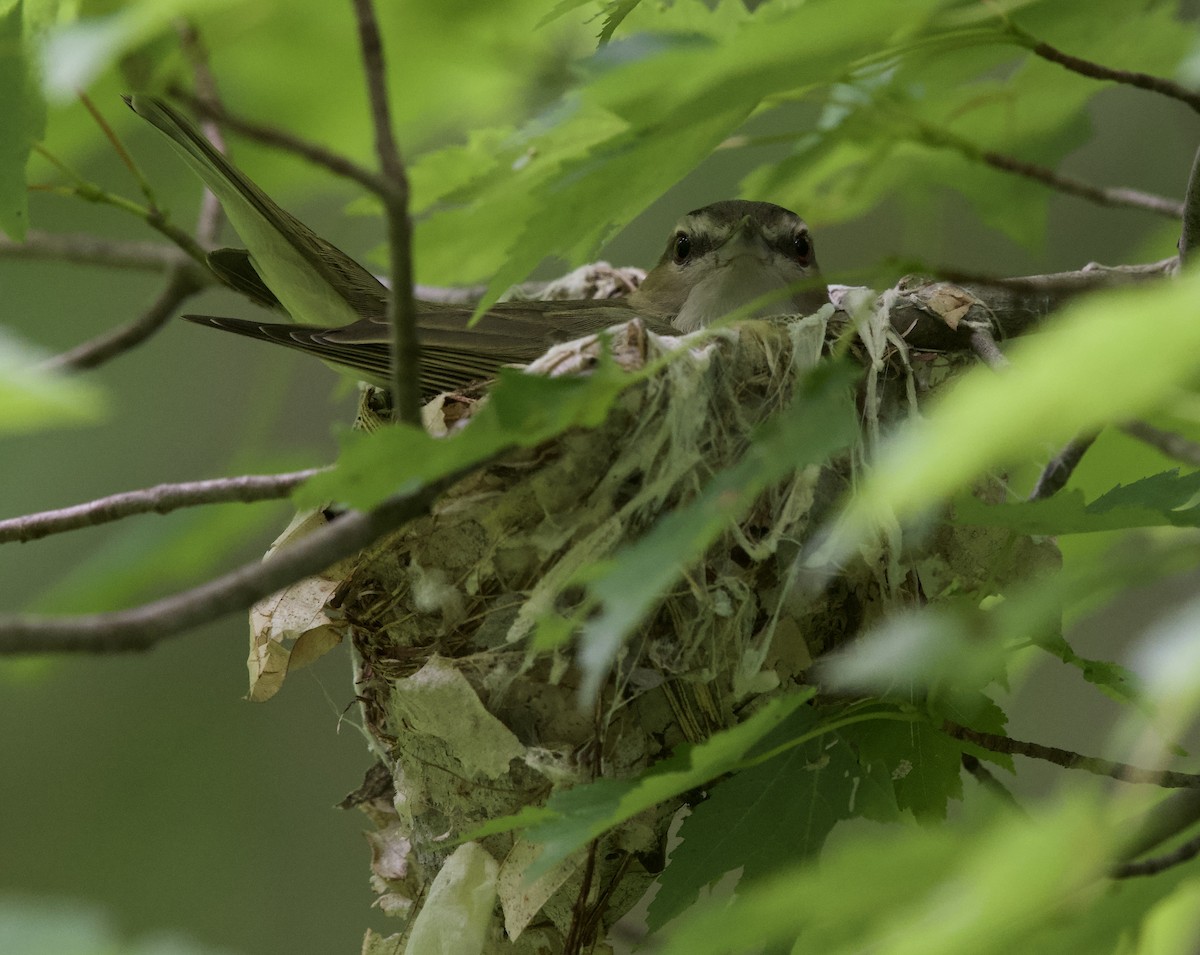 Red-eyed Vireo - Matthew Schuler