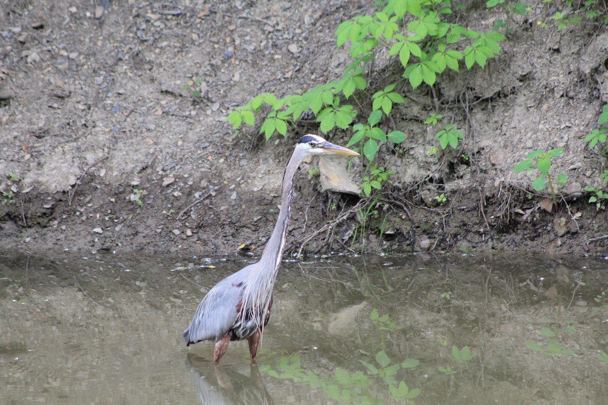 Great Blue Heron - ML460772061