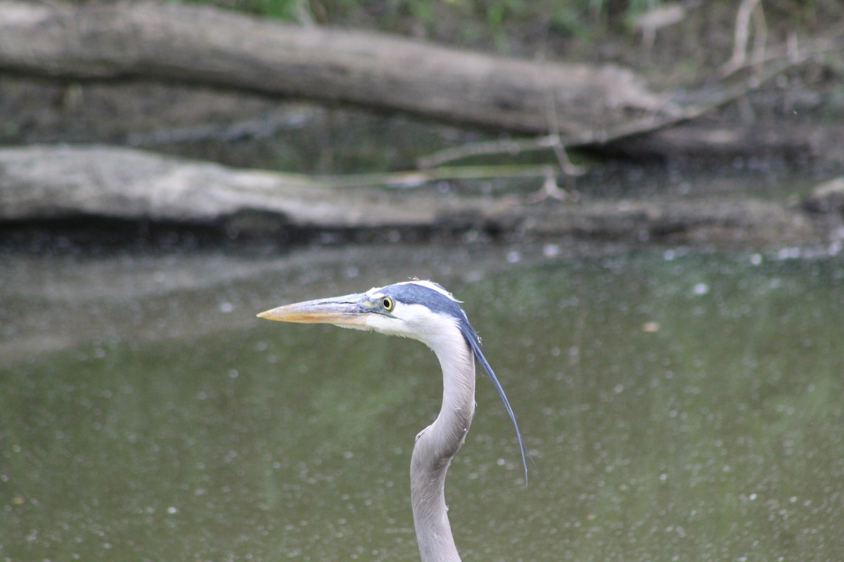 Garza Azulada - ML460772091