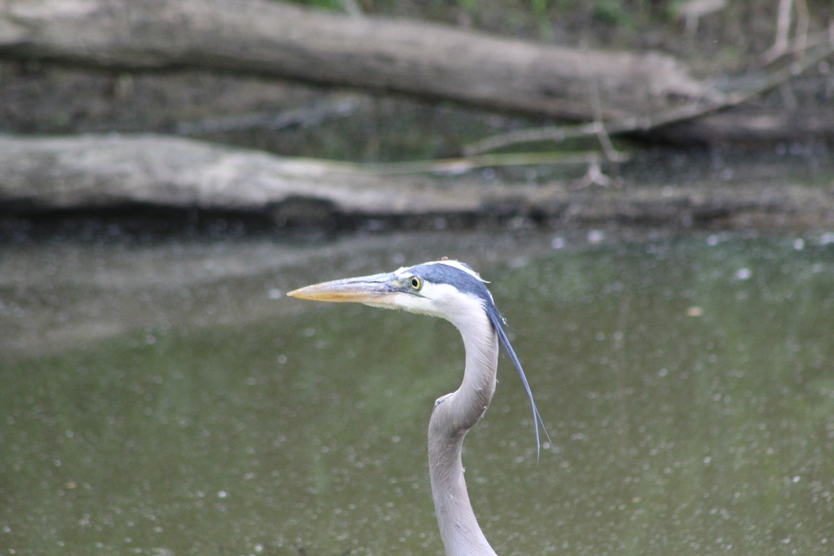 Great Blue Heron - ML460772111