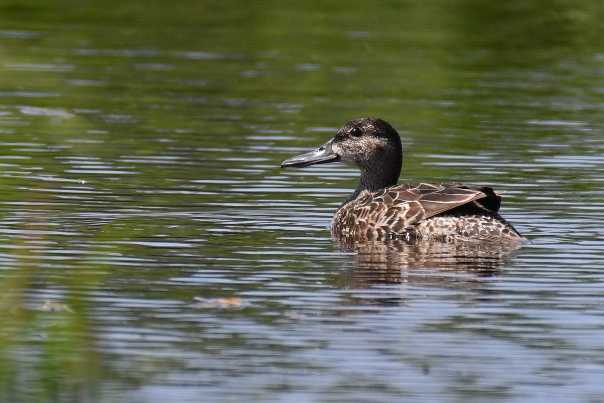 Blue-winged Teal - ML460773921