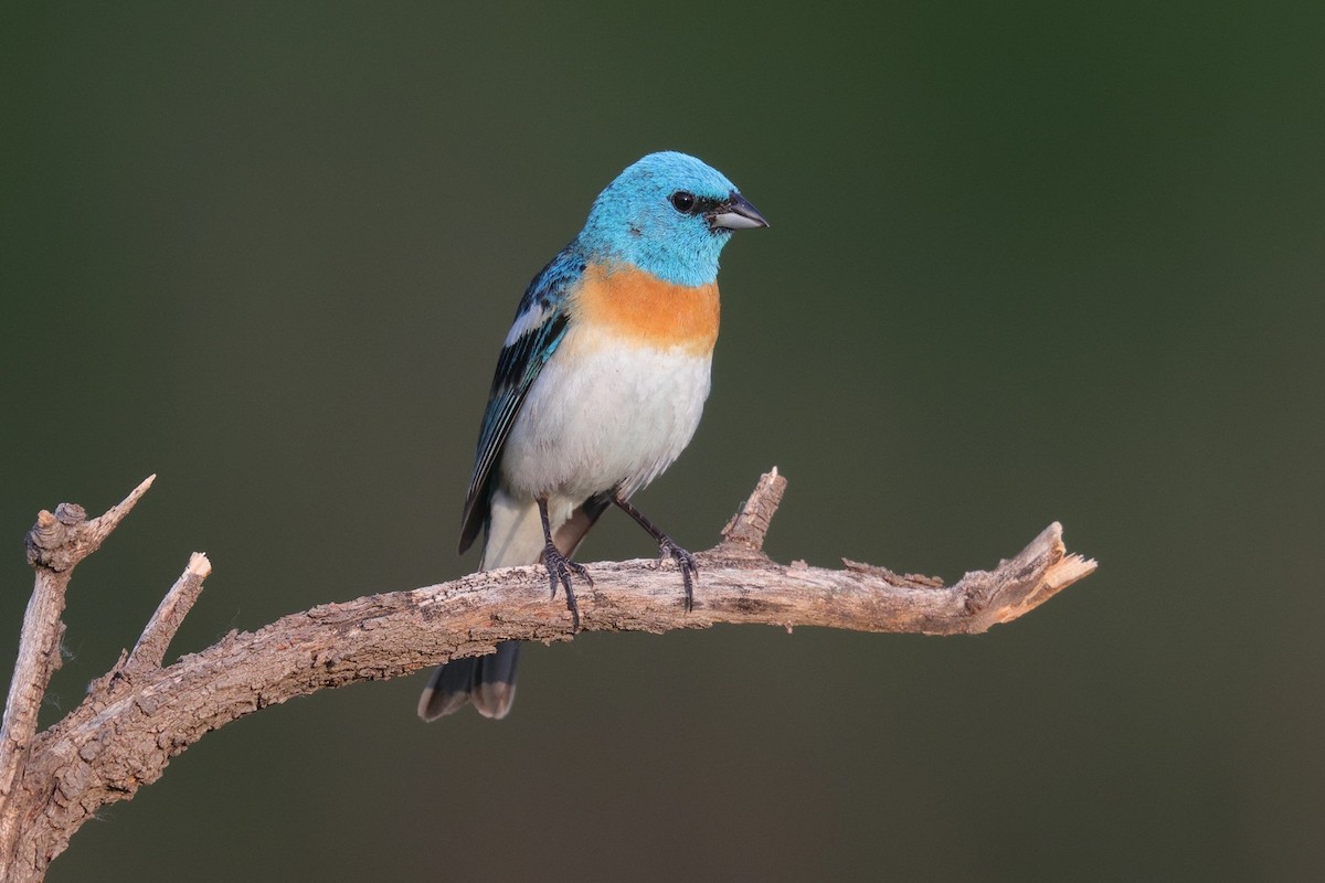 Lazuli Bunting - ML460775321