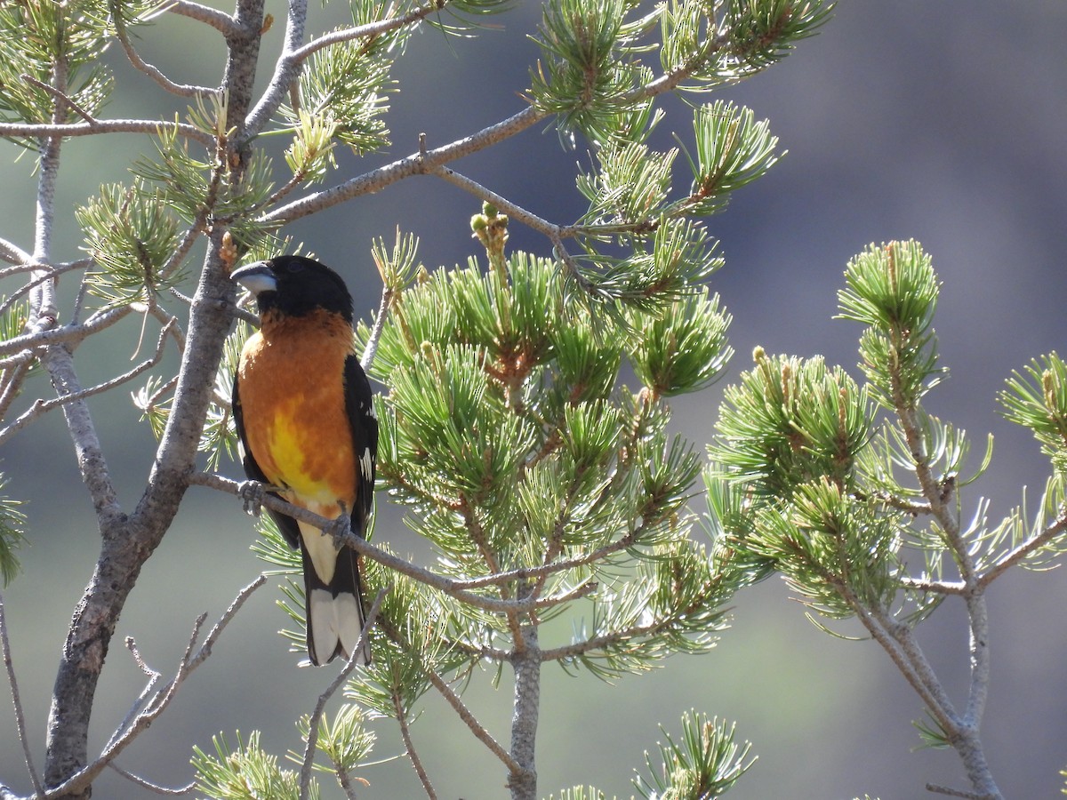 Black-headed Grosbeak - ML460775481