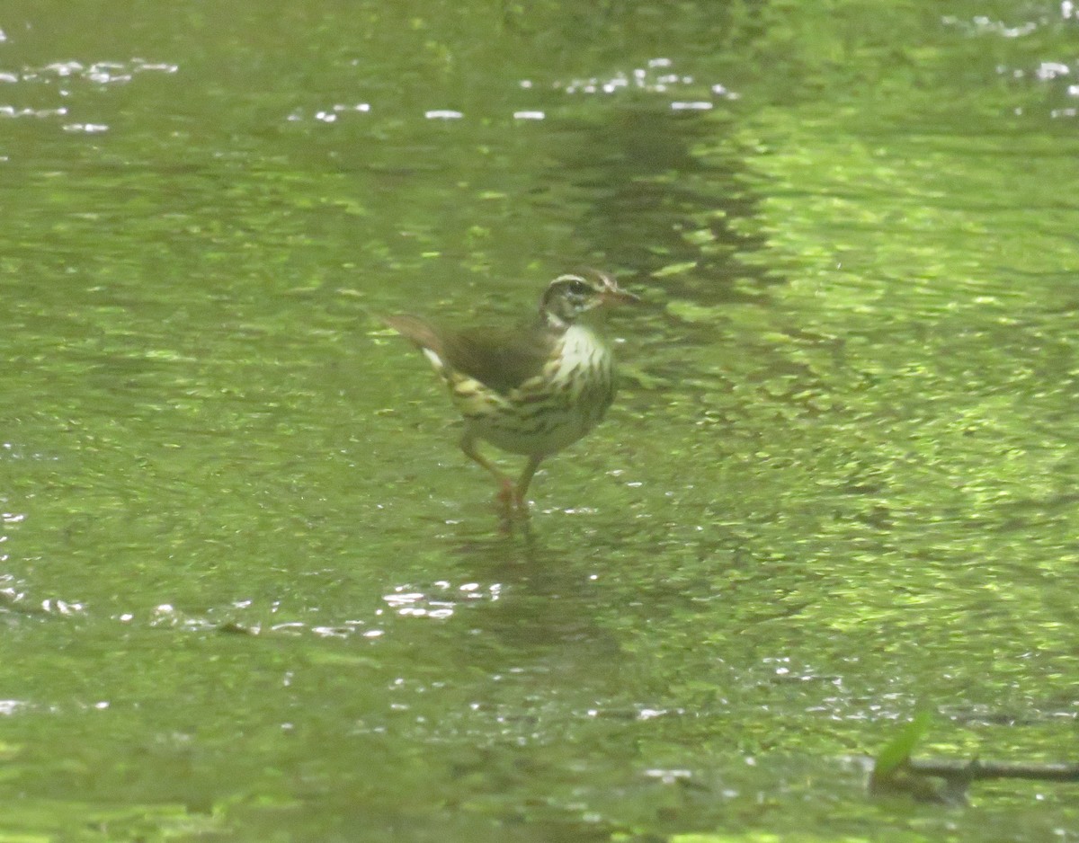 Louisiana Waterthrush - ML460775761