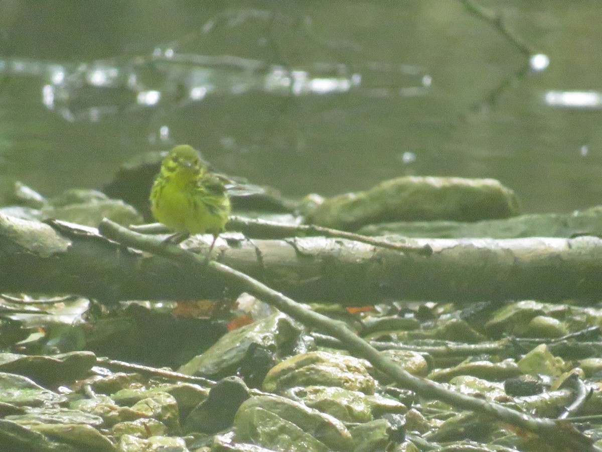 Prairie Warbler - ML460775991