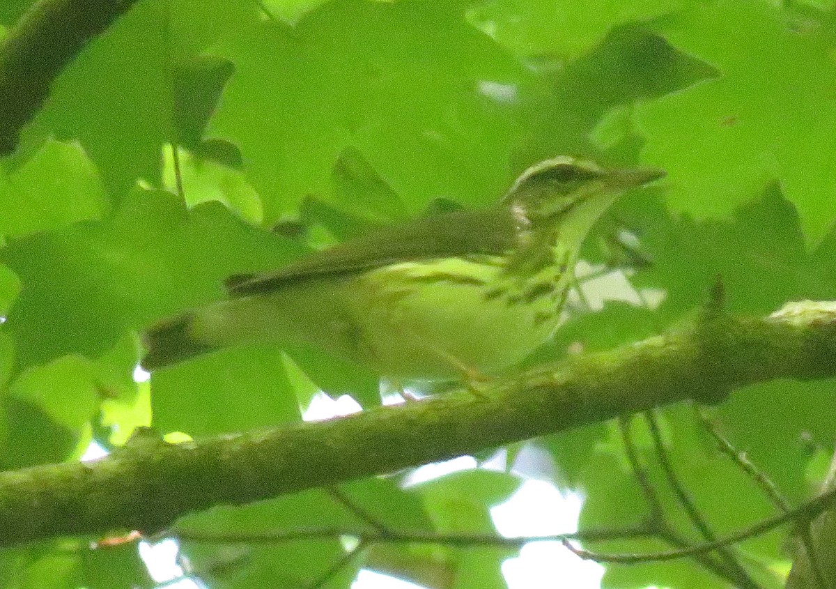 Louisiana Waterthrush - ML460776031