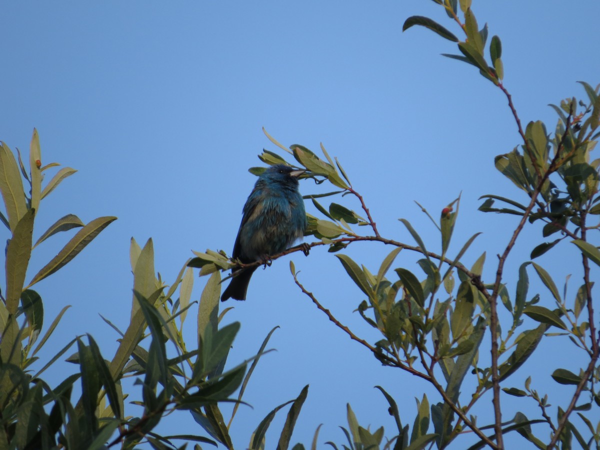 Indigo Bunting - ML460777321