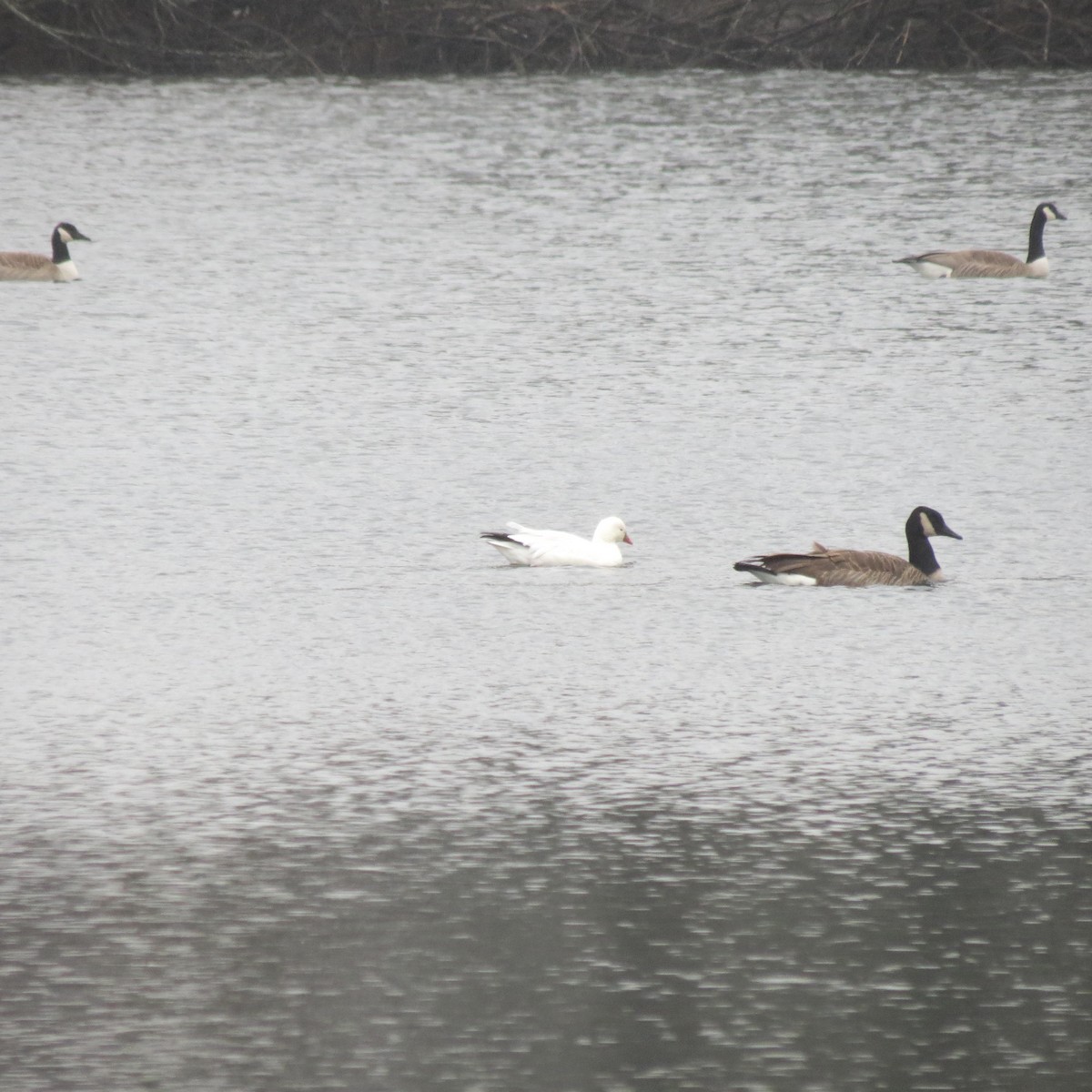 Ross's Goose - ML46077921