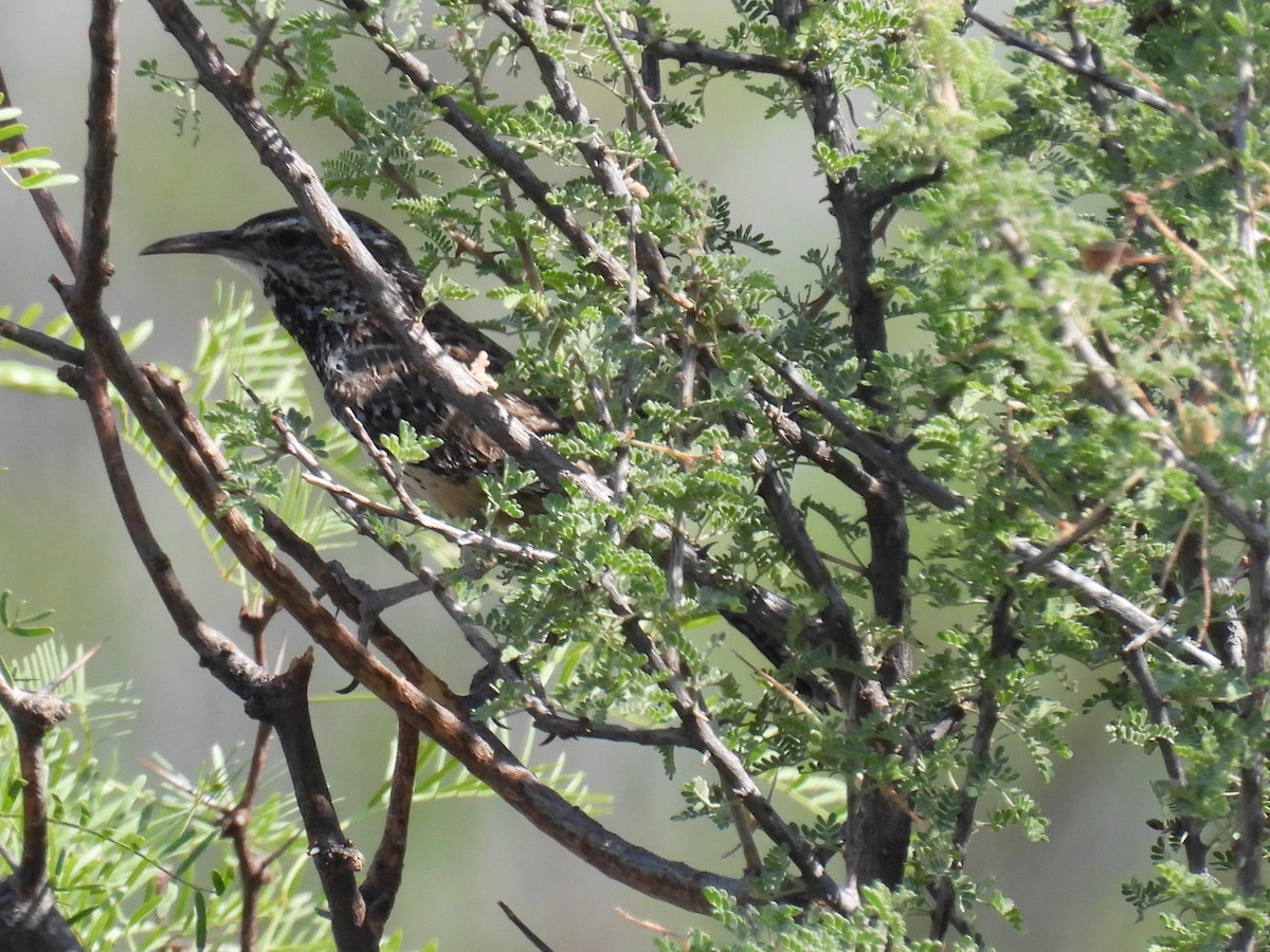 Cactus Wren - ML460779291