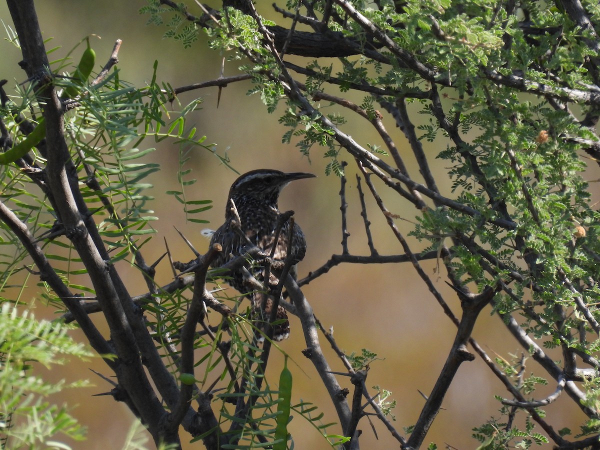 Cactus Wren - ML460779301