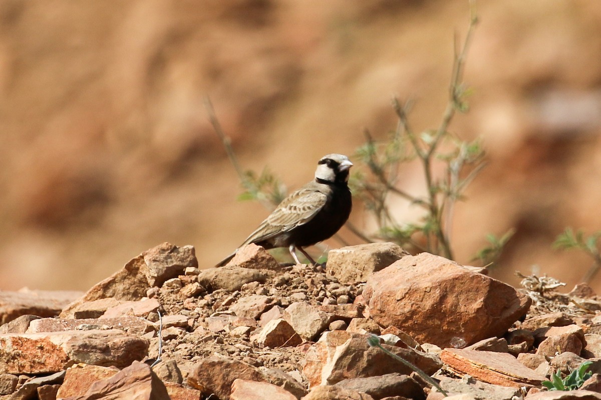 Ashy-crowned Sparrow-Lark - ML46077931