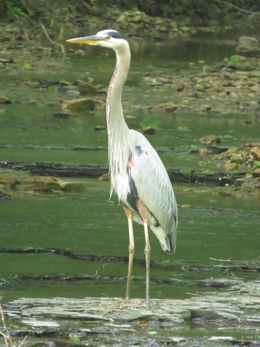 Great Blue Heron - ML460780121