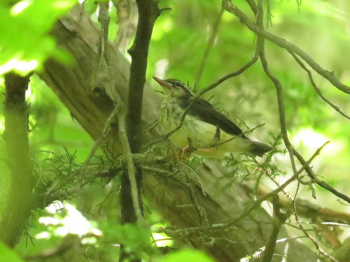 Louisiana Waterthrush - ML460780241