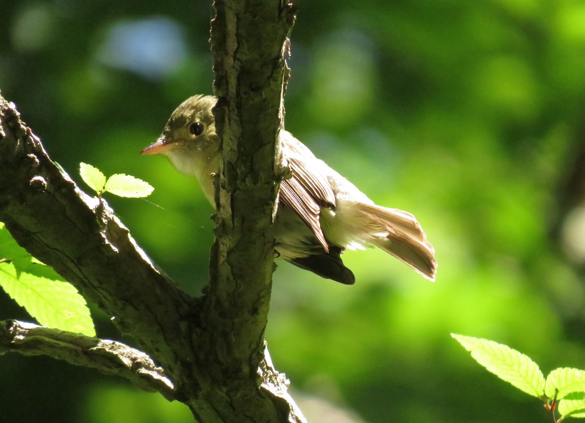 Acadian Flycatcher - ML460780461