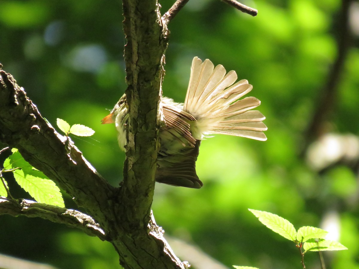 Acadian Flycatcher - ML460780591