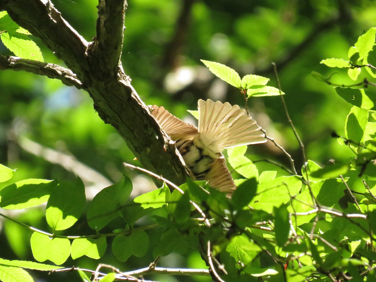 Acadian Flycatcher - ML460780631