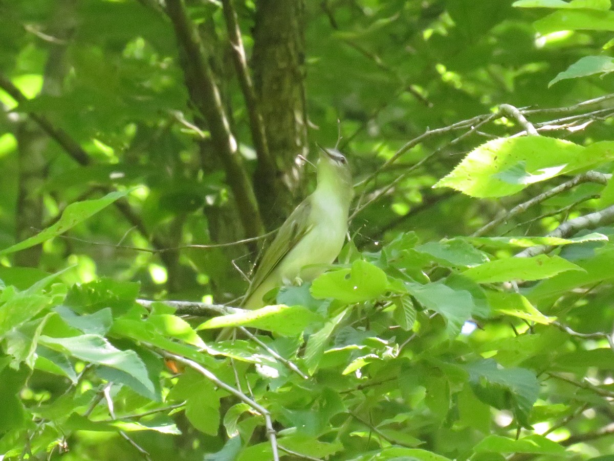 Red-eyed Vireo - ML460780691