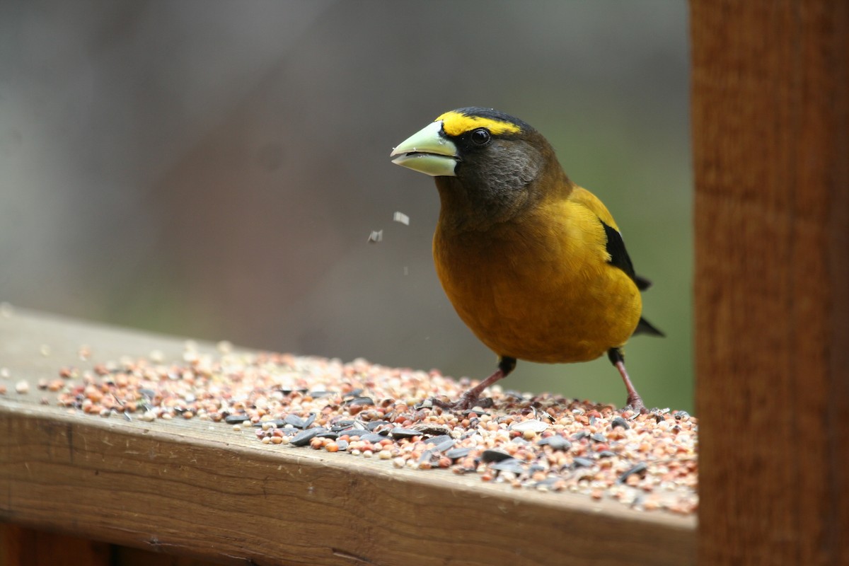 Evening Grosbeak - Mark Linardi