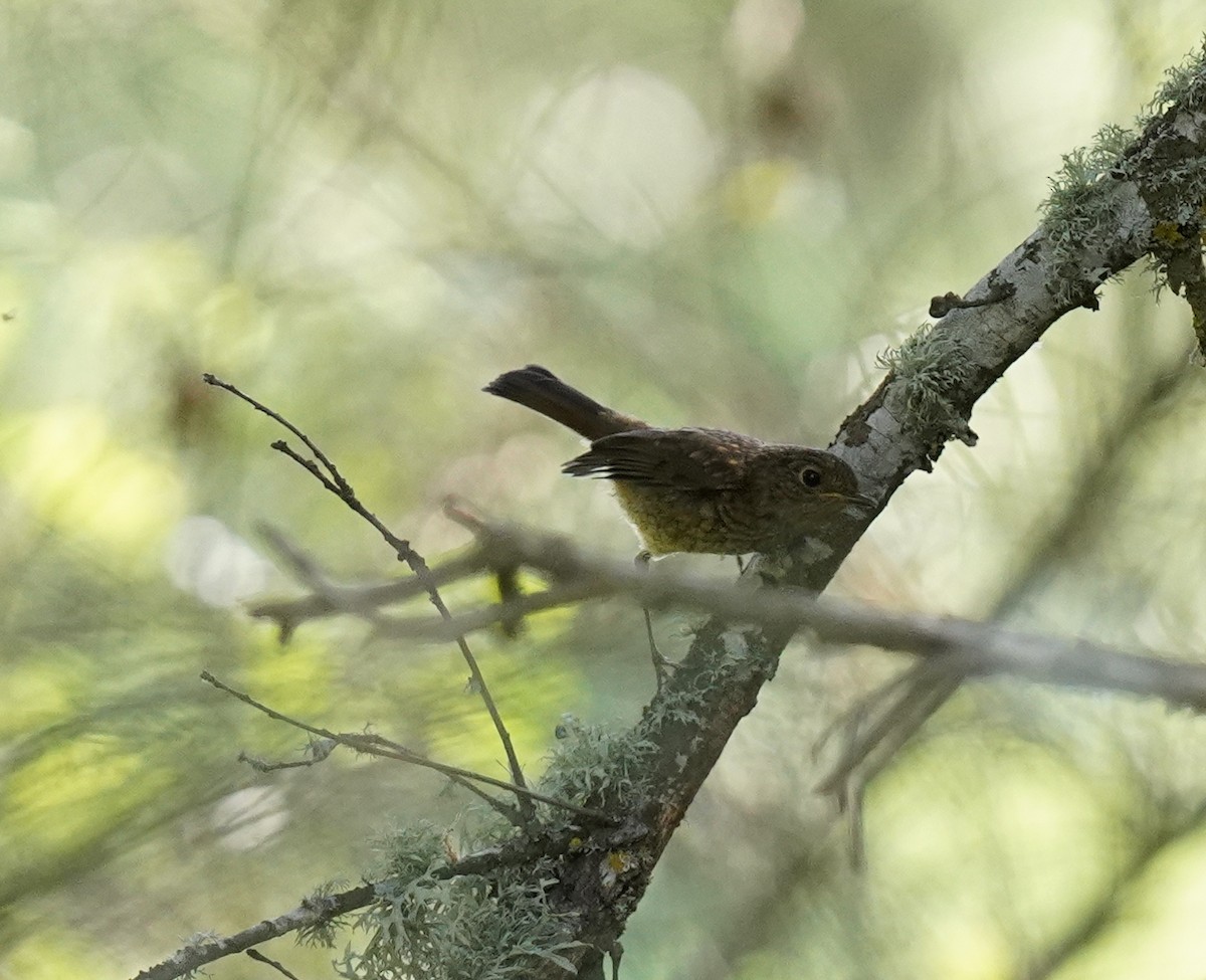 European Robin - ML460782931