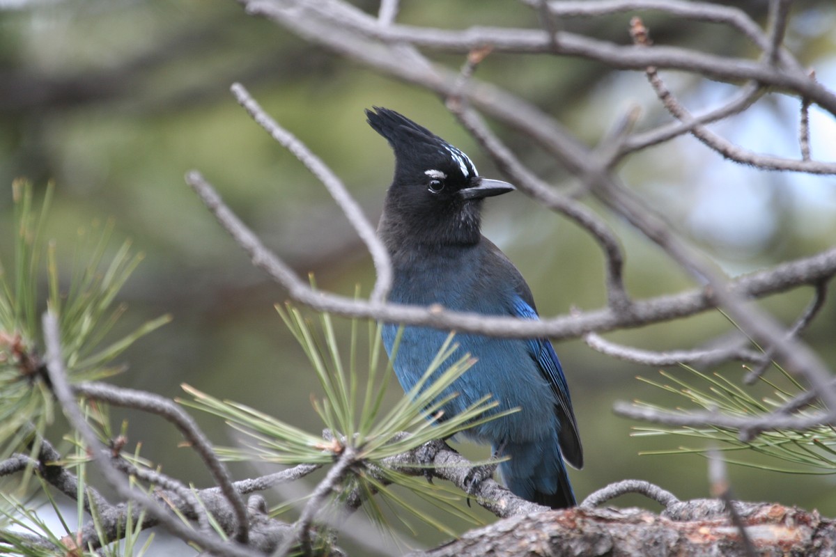 Steller's Jay - Mark Linardi