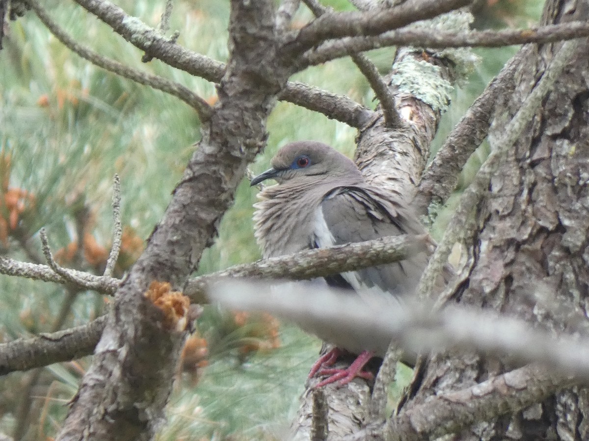 White-winged Dove - ML460784021