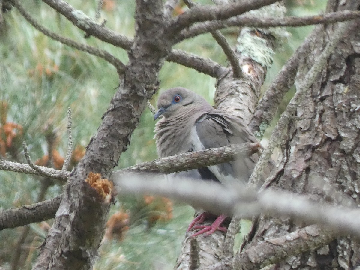 White-winged Dove - Elliot Dziedzic