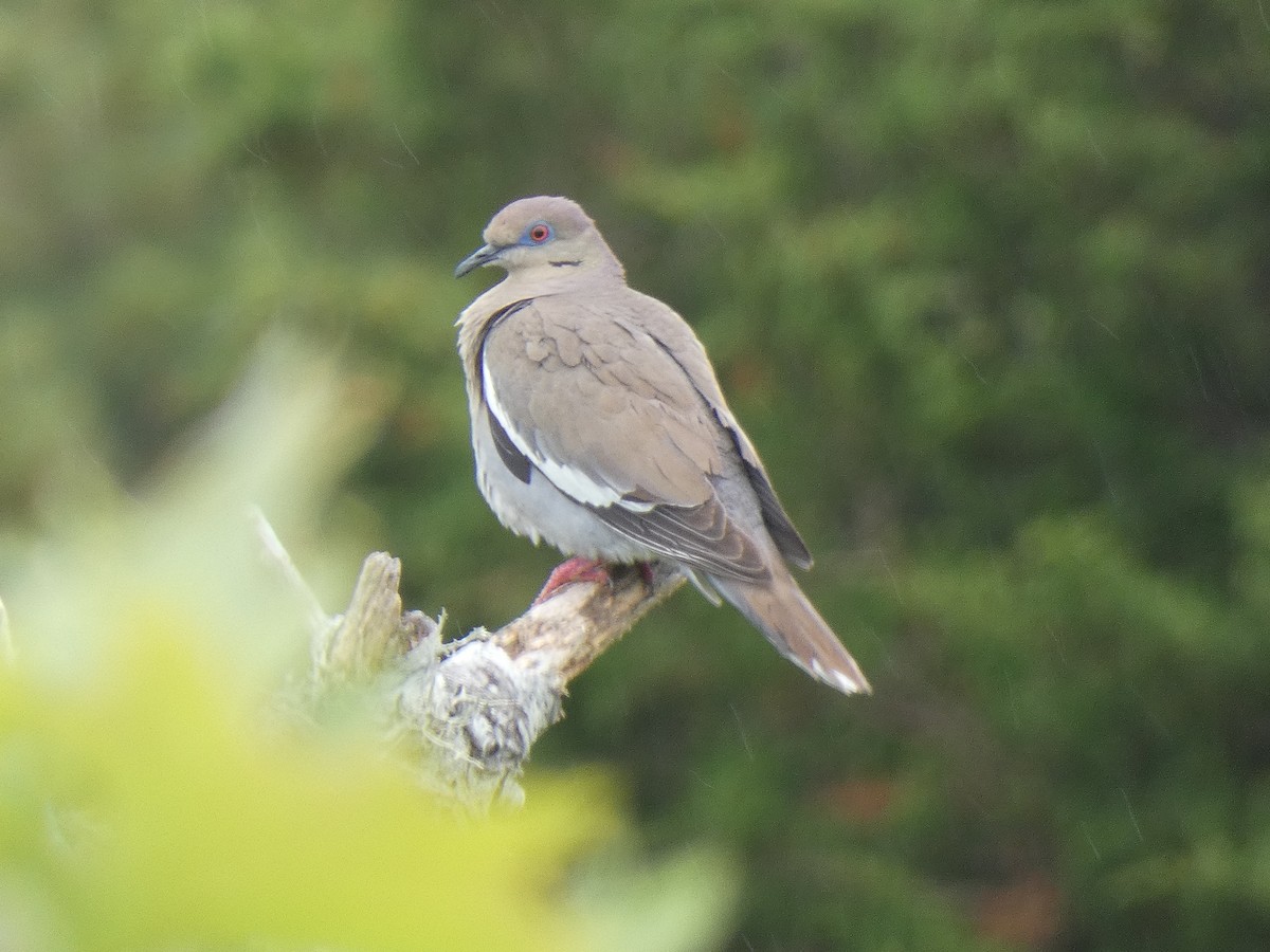 White-winged Dove - ML460784281