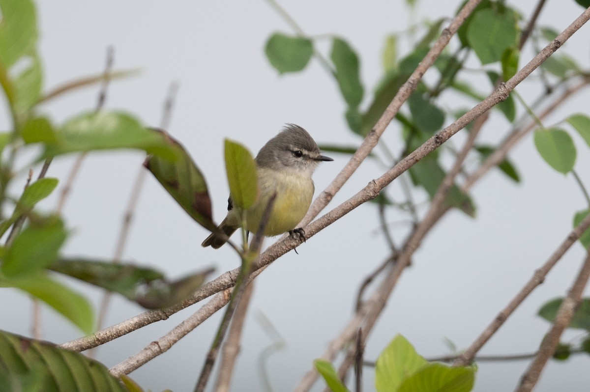 Straneck's Tyrannulet - John C. Mittermeier