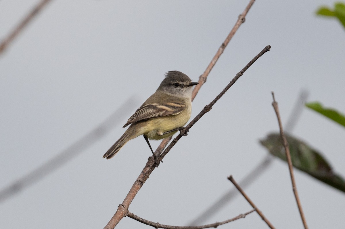 Straneck's Tyrannulet - John C. Mittermeier