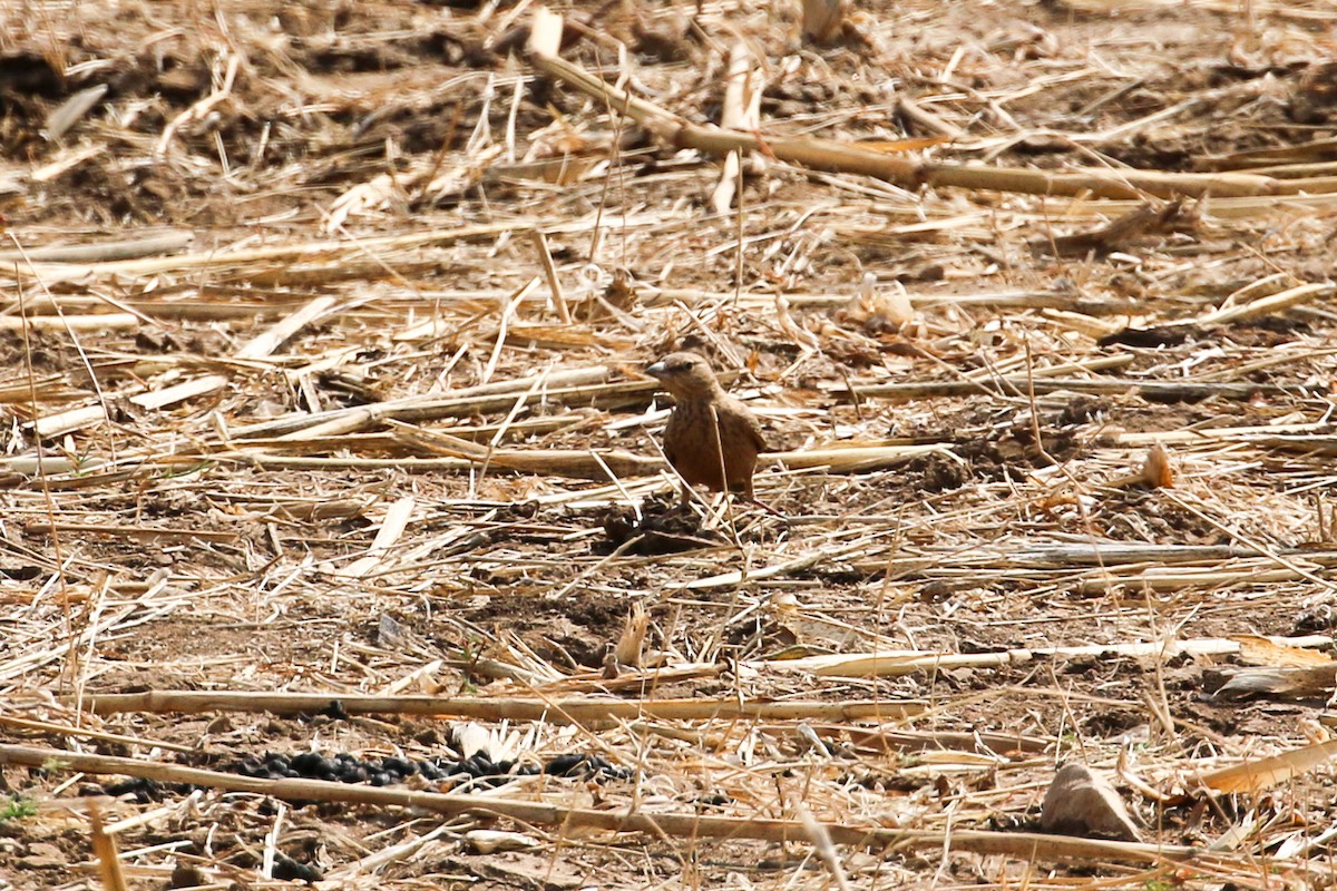 Rufous-tailed Lark - Michael Weaver