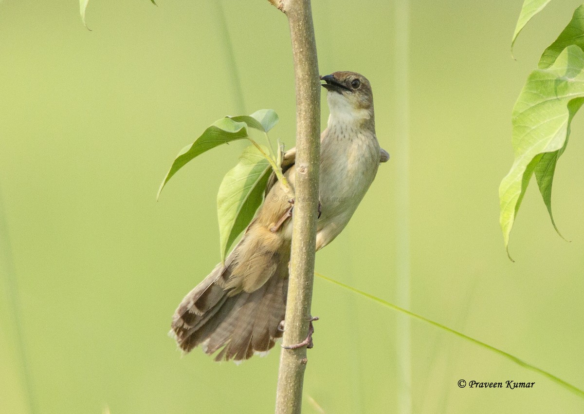 Bristled Grassbird - Praveen  Kumar