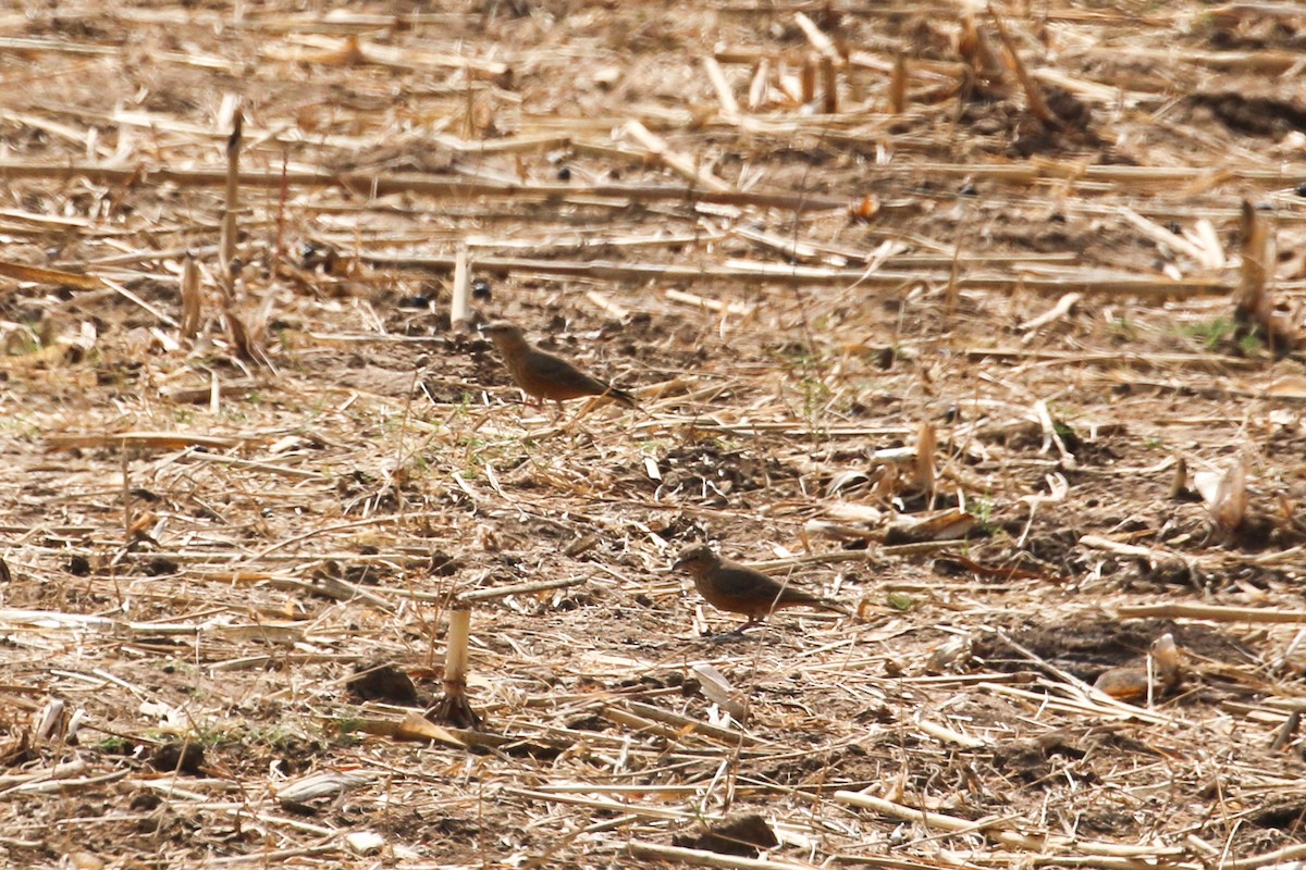 Rufous-tailed Lark - ML46078521