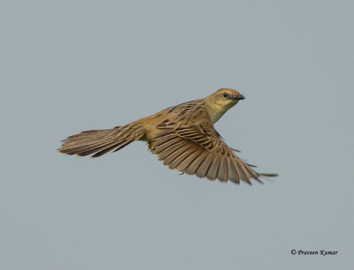 Bristled Grassbird - ML460785231