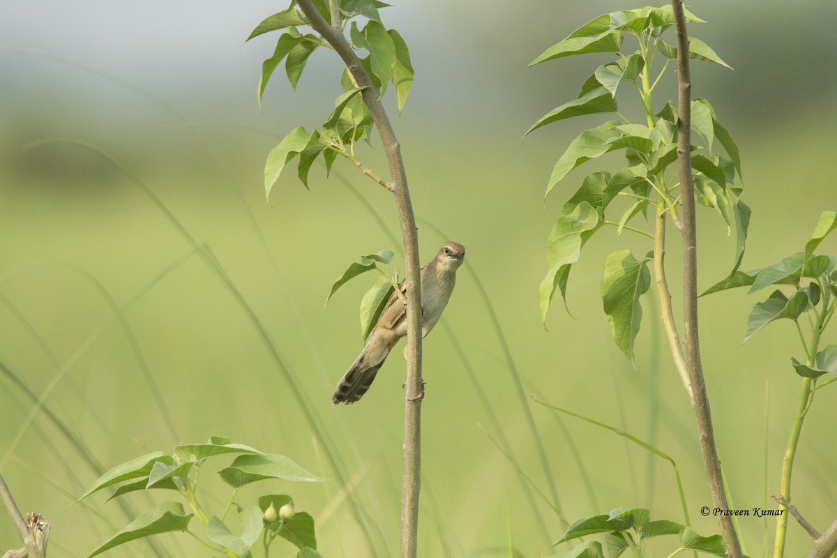 Bristled Grassbird - Praveen  Kumar