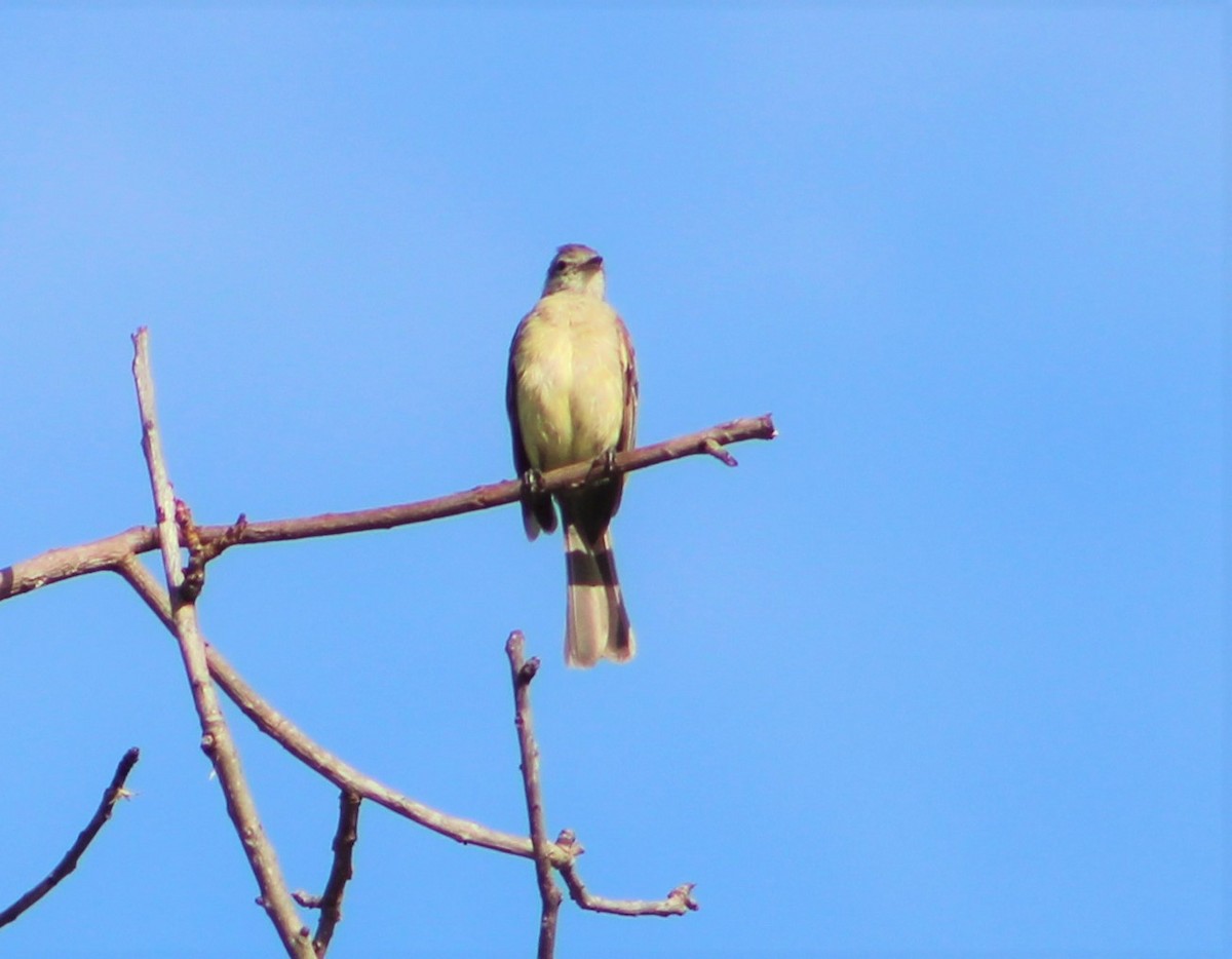 Lesser Elaenia - T L P L