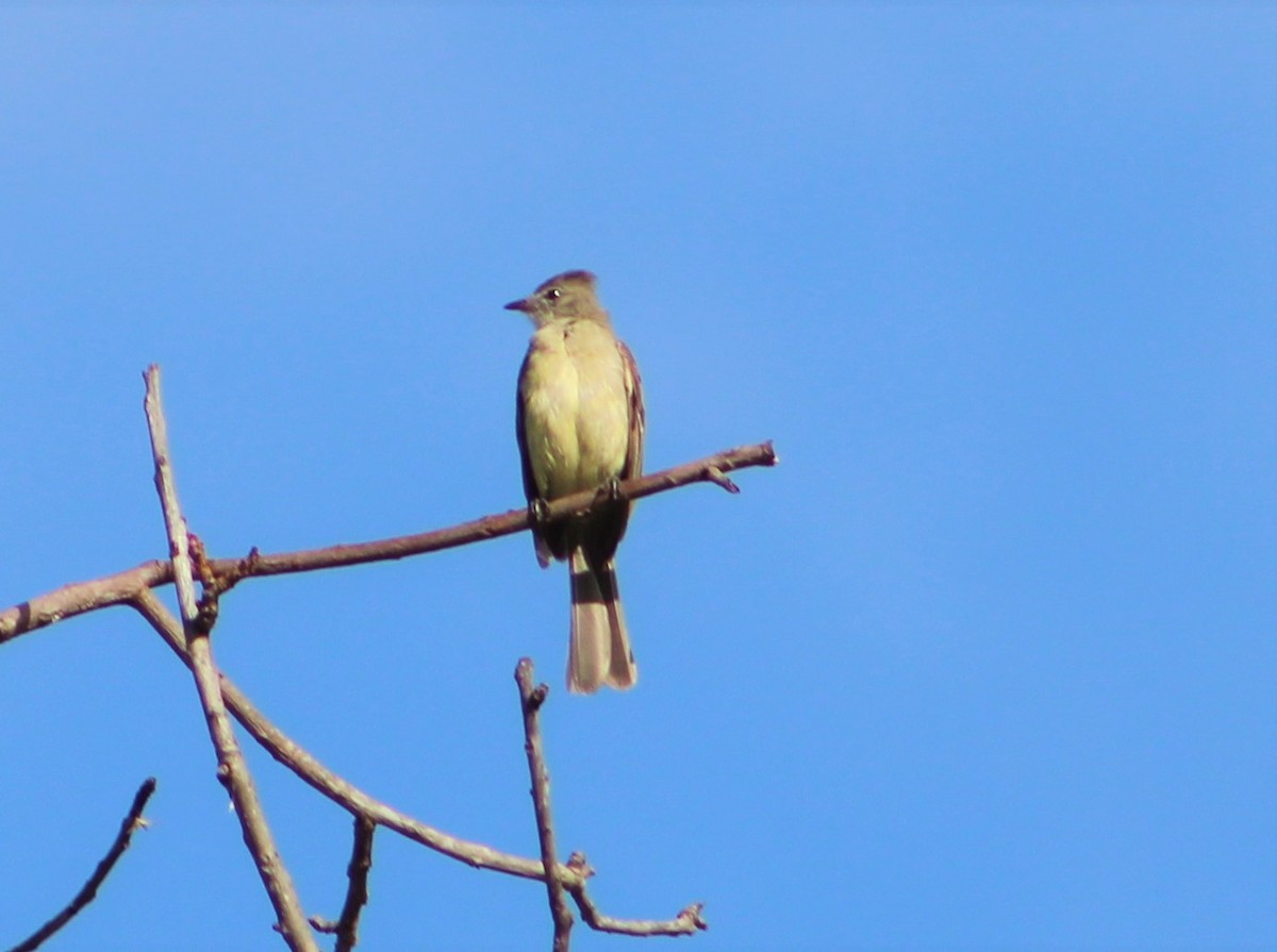 Lesser Elaenia - T L P L