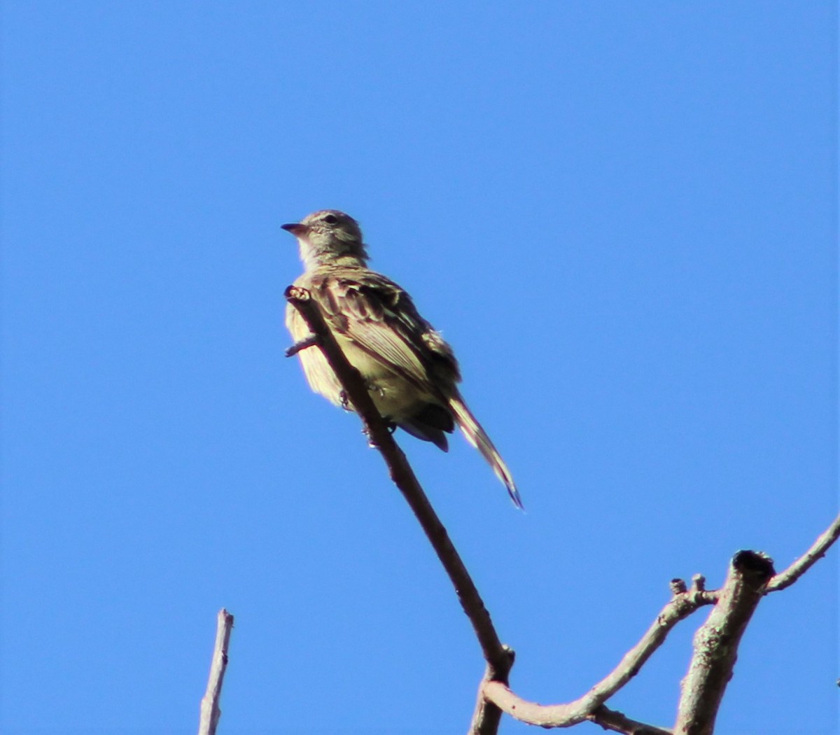 Lesser Elaenia - T L P L