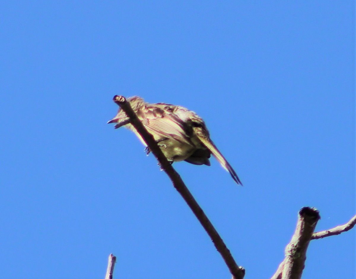 Fiofío Belicoso - ML460785801