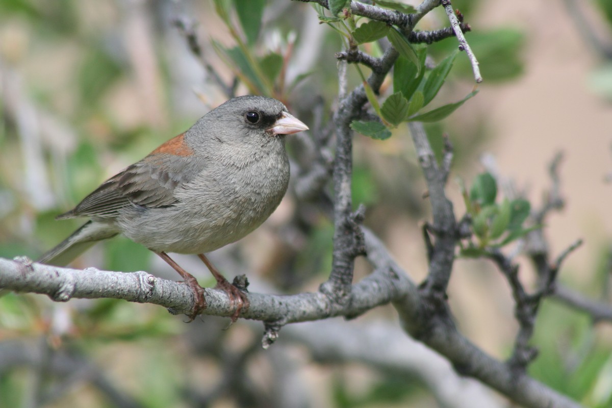 Dark-eyed Junco - Mark Linardi