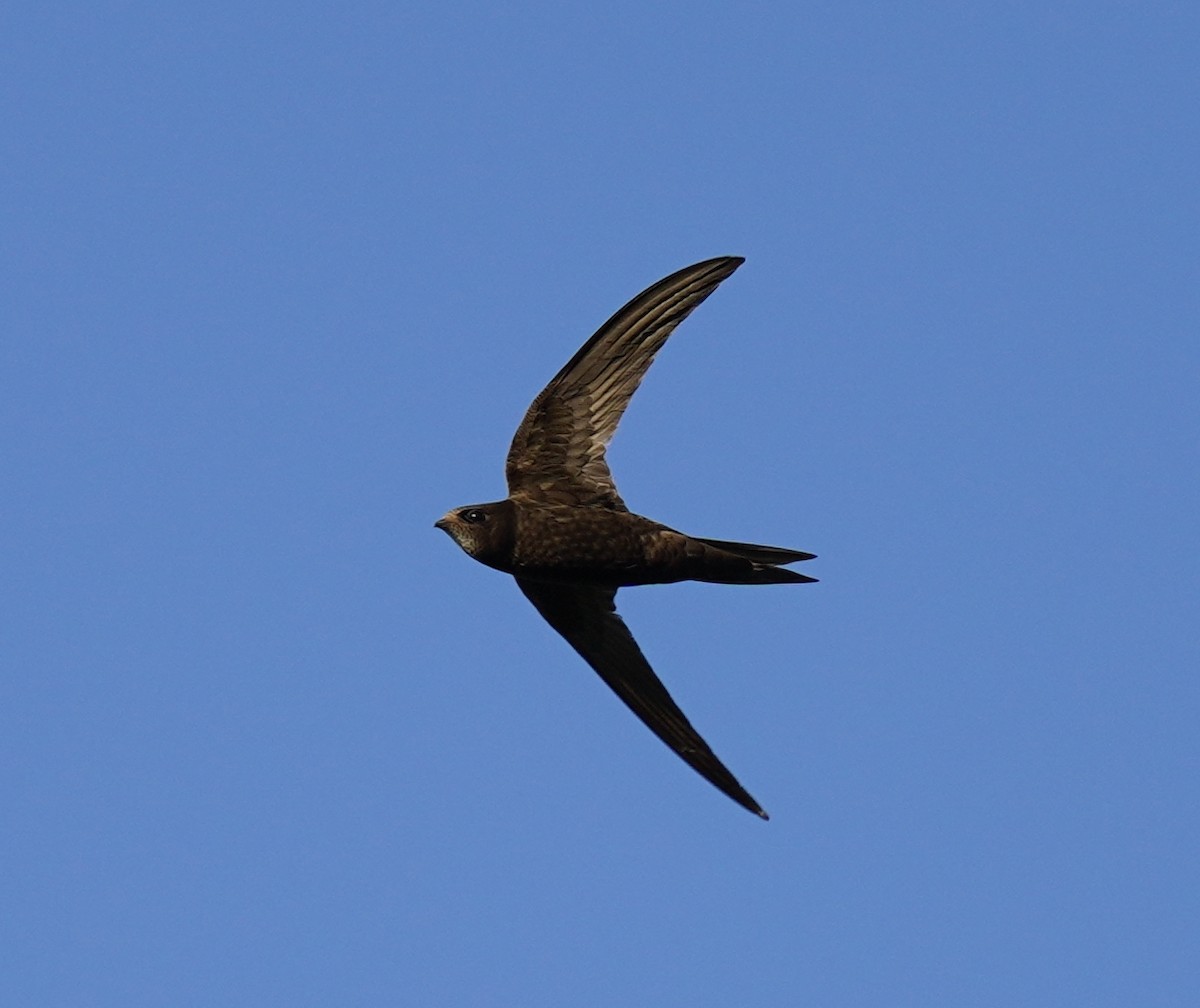 Common Swift - ML460787131