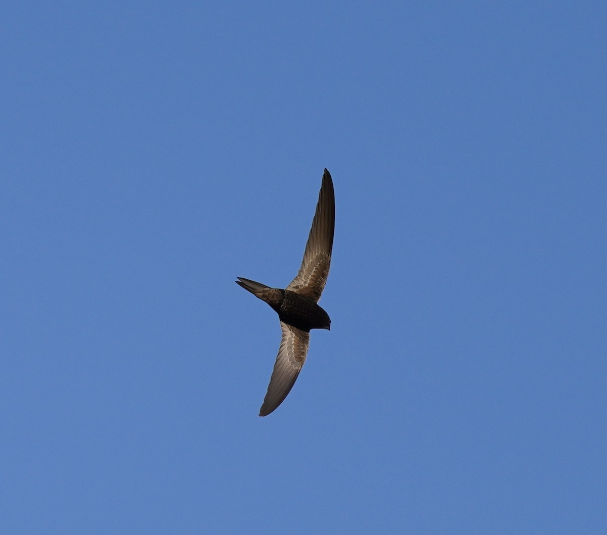 Common Swift - ML460787151