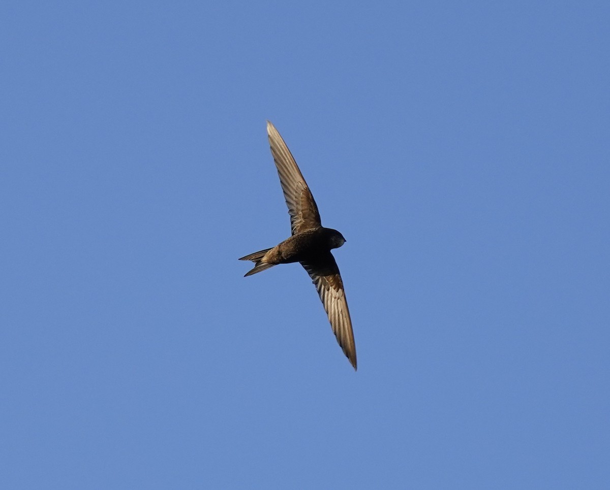 Common Swift - ML460787161