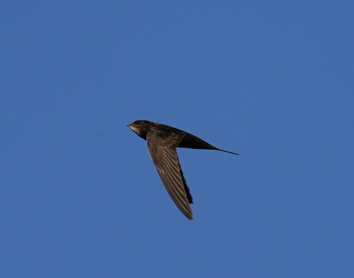 Common Swift - ML460787171