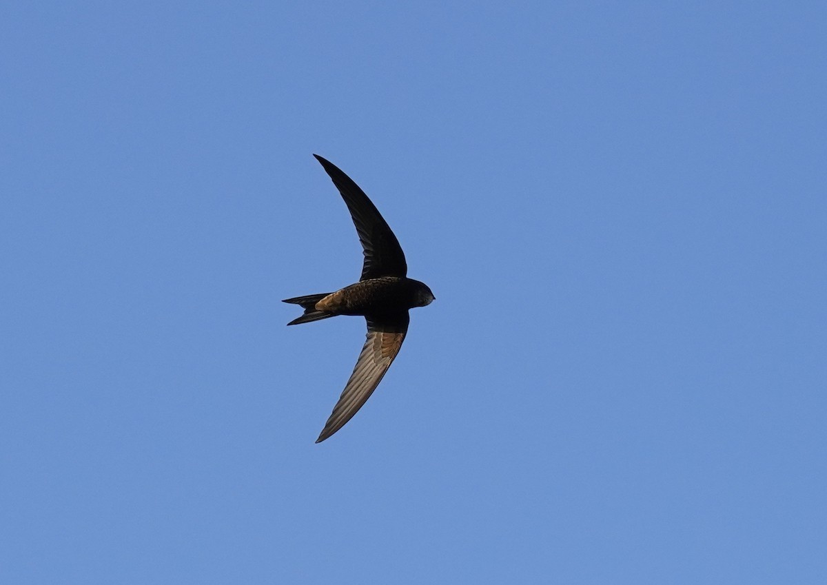 Common Swift - ML460787181