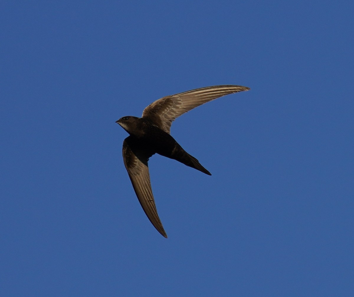 Common Swift - ML460787191