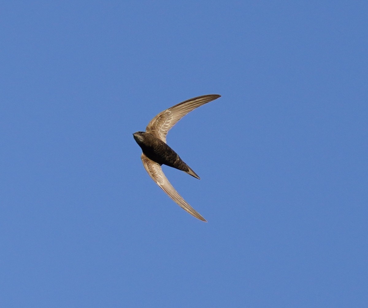 Common Swift - ML460787241