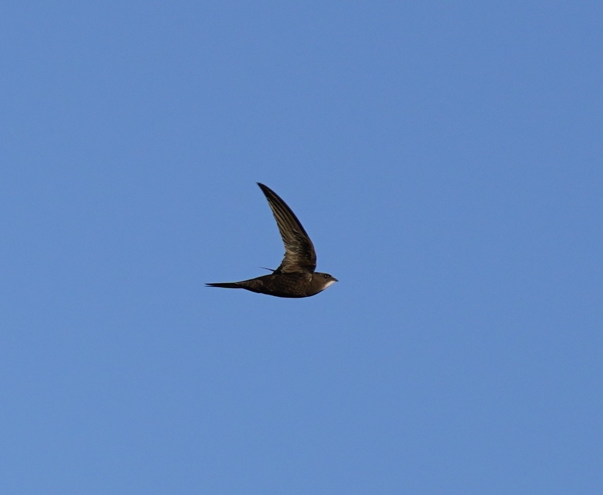 Common Swift - ML460787251