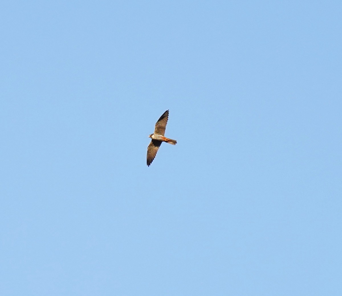 Eurasian Hobby - ML460787331