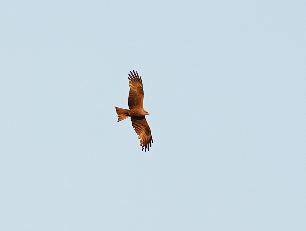 黑鳶 - ML460787341