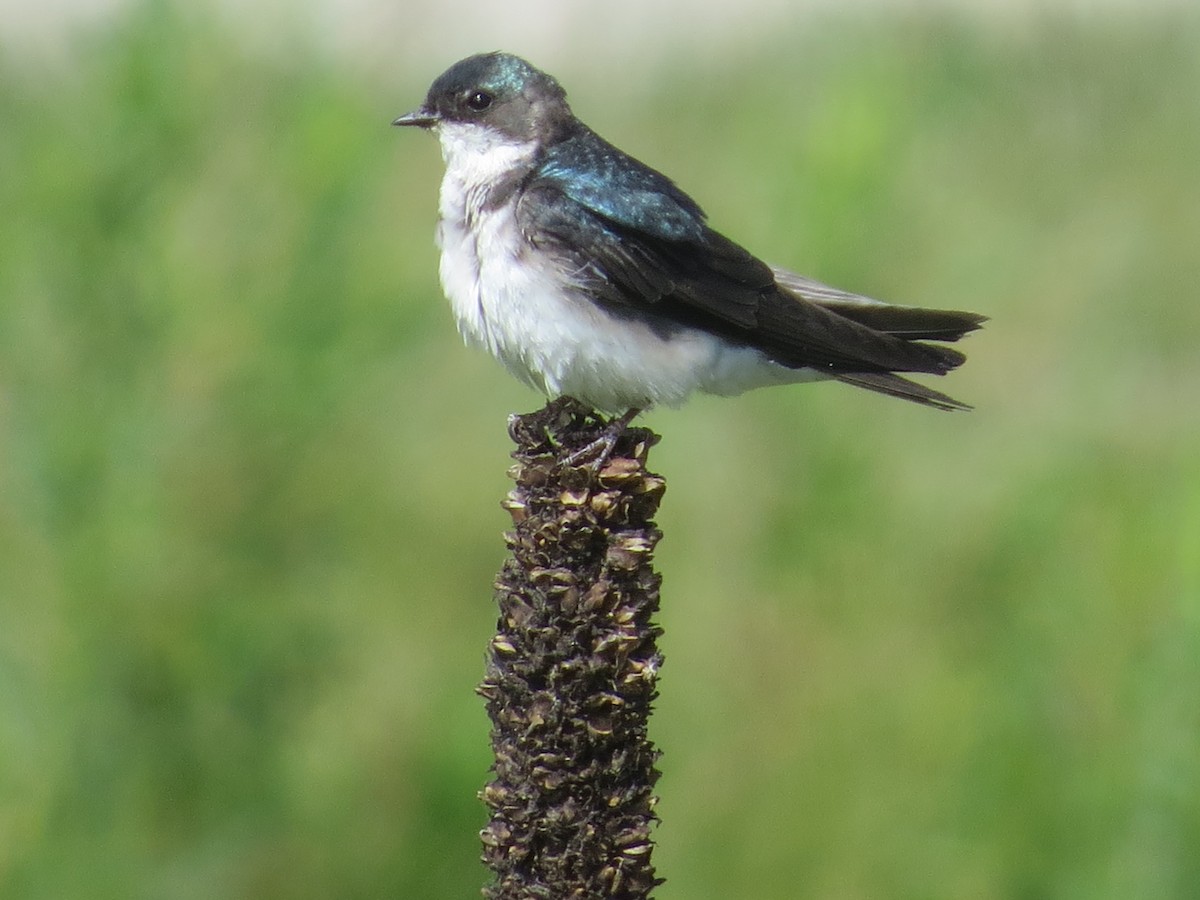 Tree Swallow - ML460787441